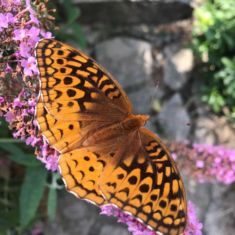 Meet your Posher, Lisa